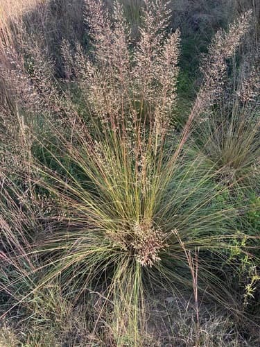 Prairie Dropseed