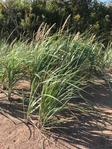 American Lyme Grass Bonsai