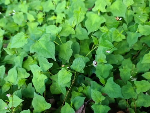 Persicaria biconvexa