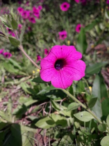 violetflower petunia