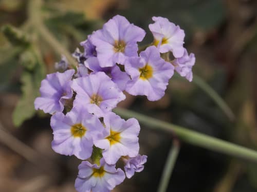 Fragrant Heliotrope