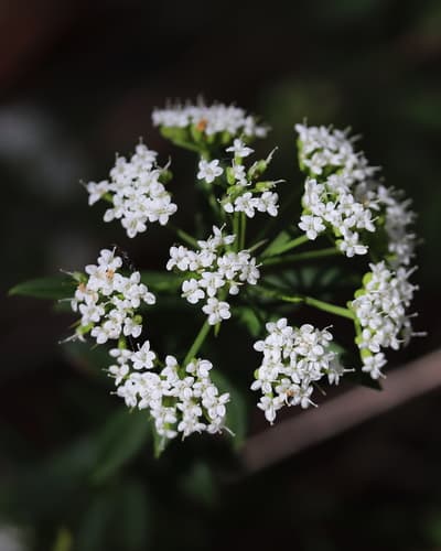Shrubby Platysace Bonsai