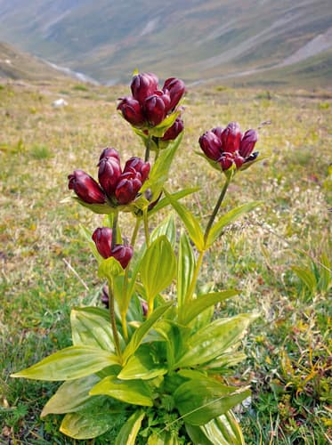 Purple Gentian Bonsai