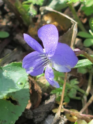 Missouri Violet