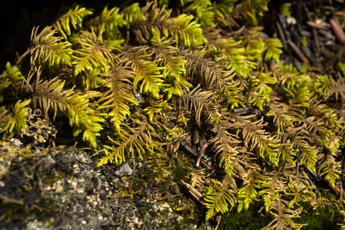 Fir Tamarisk-moss