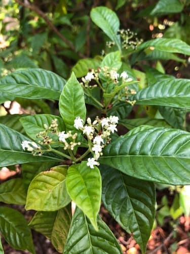 Shiny-leaved Wild Coffee Bonsai