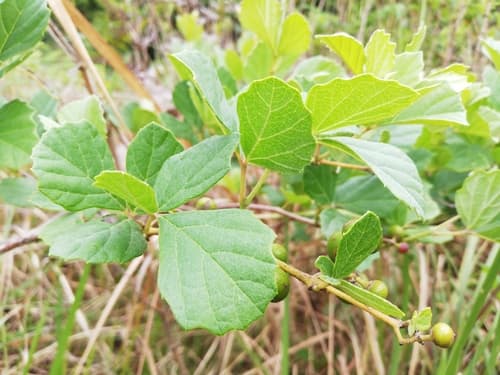 Bushman Grape Bonsai