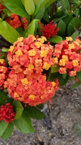 Chinese Ixora