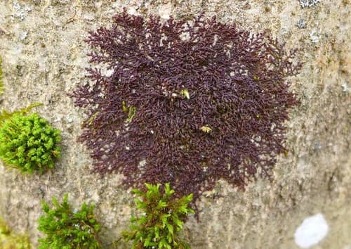 Dilated Scalewort