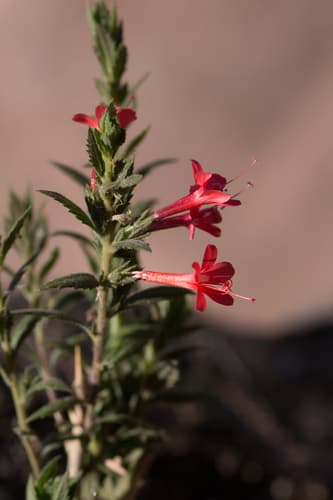 Mexican False Calico
