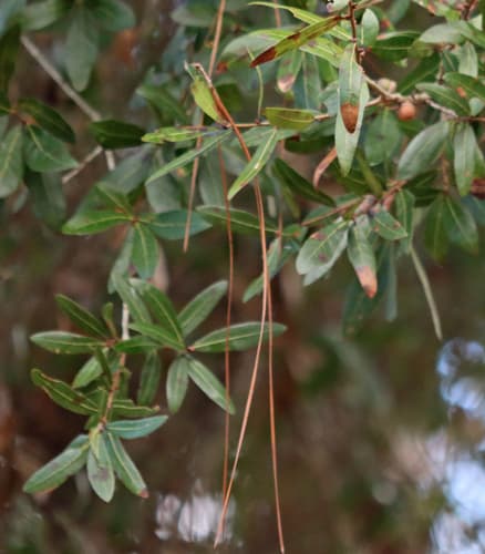 Darlington Oak Bonsai