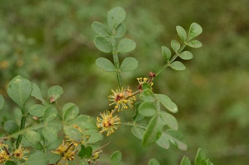 Lime Prickly-ash Bonsai