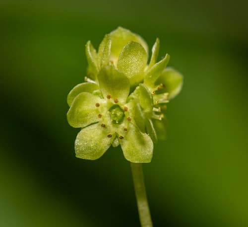 Moschatel Flower