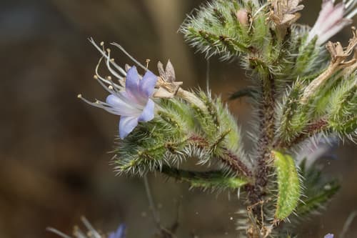 Pale Bugloss