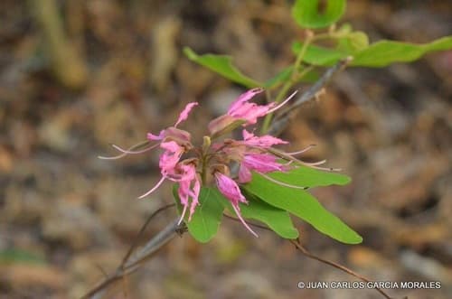 Pom Pom Orchid Tree Bonsai
