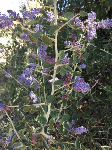 Chaparral Whitethorn Bonsai