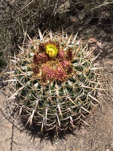 San Diego Barrel Cactus