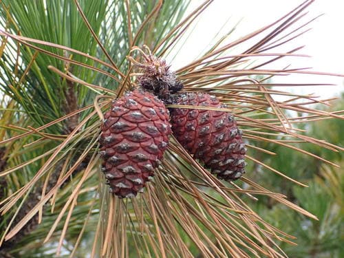 Taiwan Red Pine Bonsai