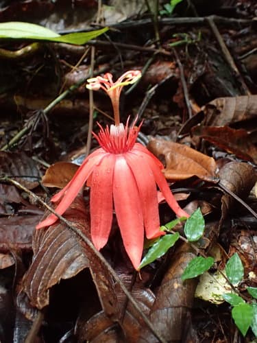 Grapeleaf Passionflower Bonsai