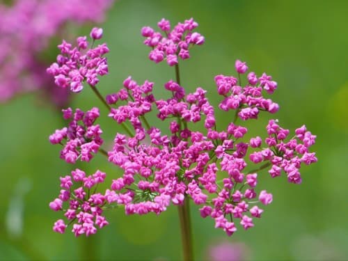 Greater Burnet-saxifrage