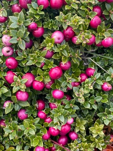 Prickly Heath Bonsai