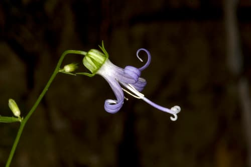 California Harebell