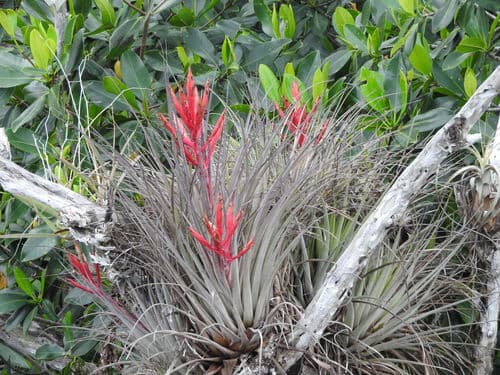 Cardinal Airplant