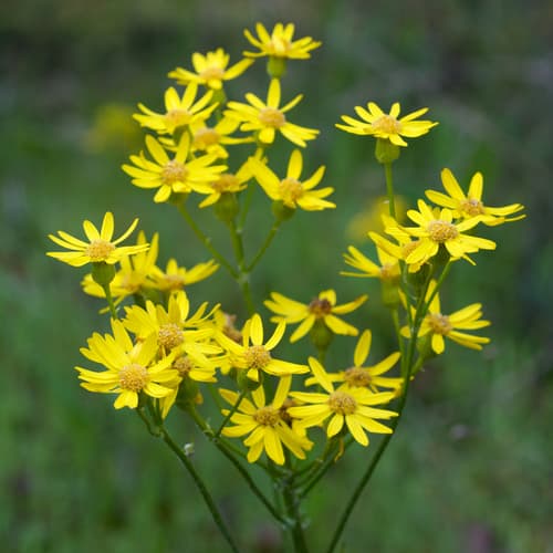woolly ragwort