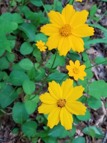 Lobed Coreopsis