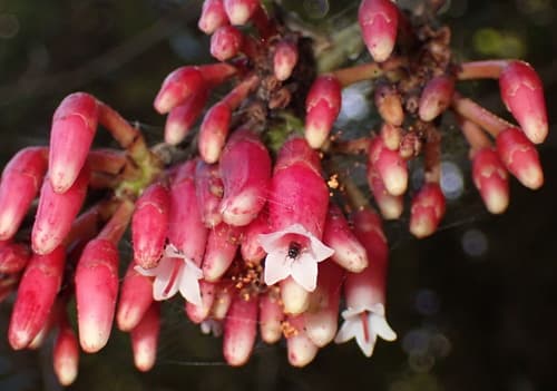 Tropical Blueberry Bonsai