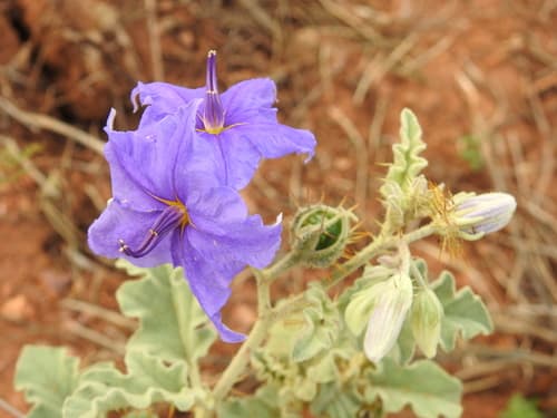 Sierra Madre Nightshade