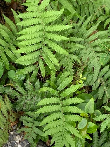 Christella acuminata