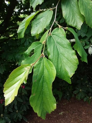 Persian Ironwood Bonsai