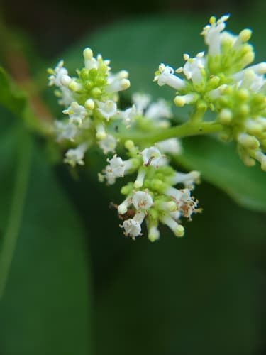 Wendlandia uvariifolia Bonsai