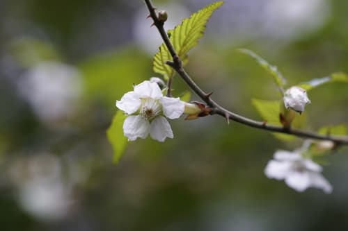 Sinko Raspberry Bonsai