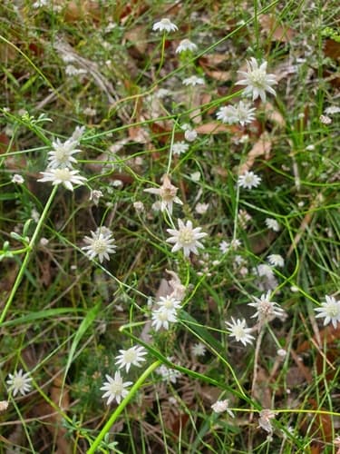Lesser Flannel Flower
