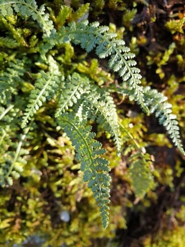 Smooth rock spleenwort