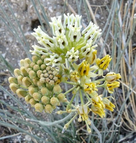 Rush Milkweed