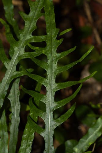 Fragrant Fern