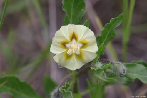 Edwards Plateau Five-eyes