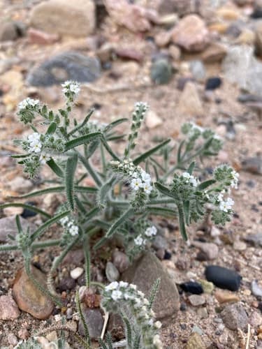narrow-leaved cryptantha