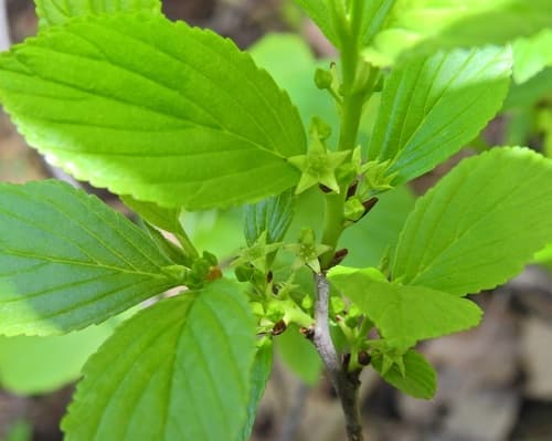 Alderleaf Buckthorn Bonsai