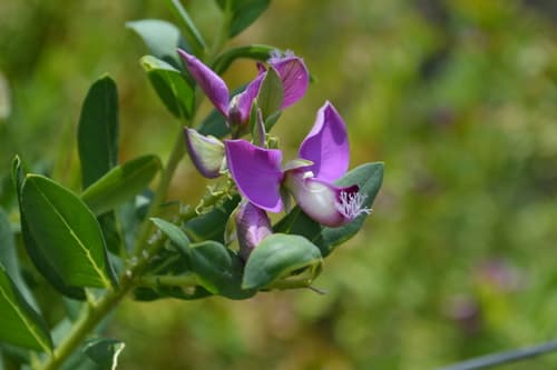 Sweet Pea Shrub Bonsai