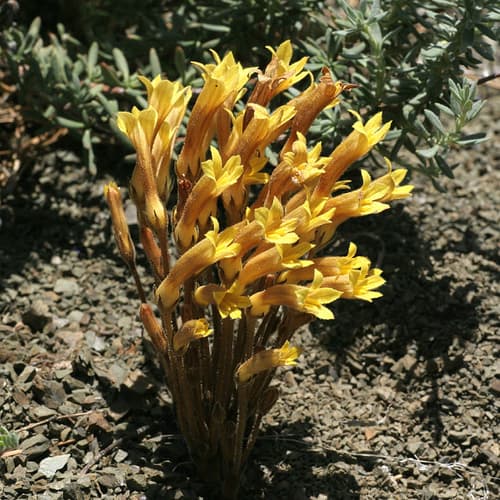 Yellow Clustered Broomrape Bonsai
