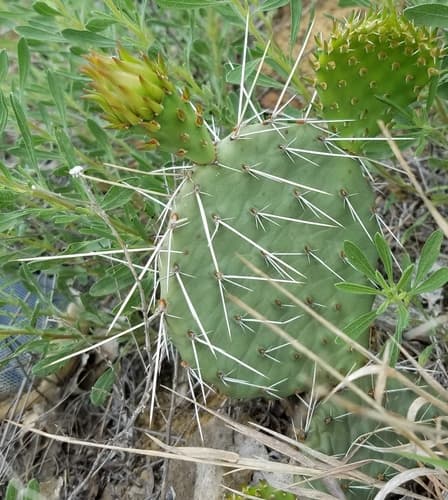 Grassland Pricklypear