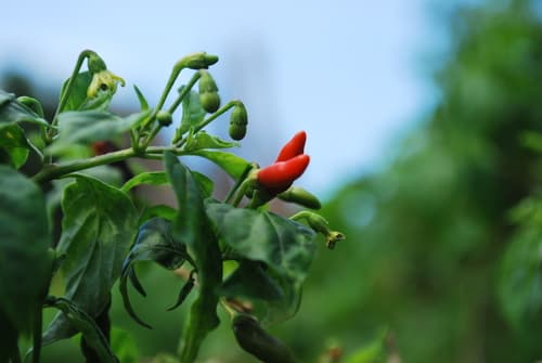 Tabasco pepper