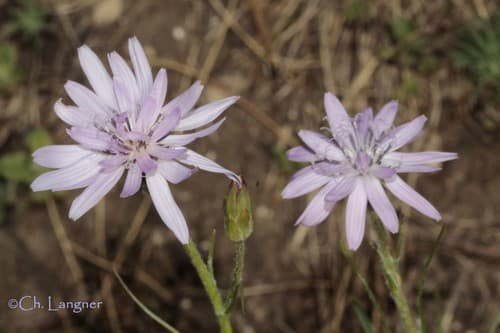 Purple Salsify
