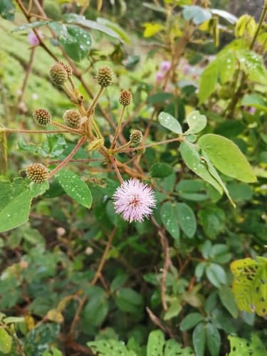 Mimosa albida Bonsai