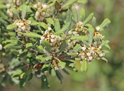 Rusty Staggerbush Bonsai