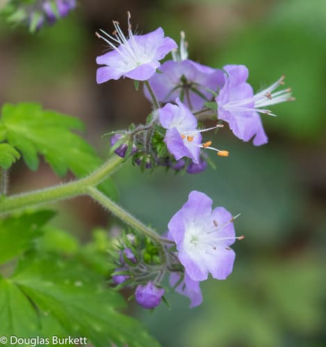 Purple Phacelia